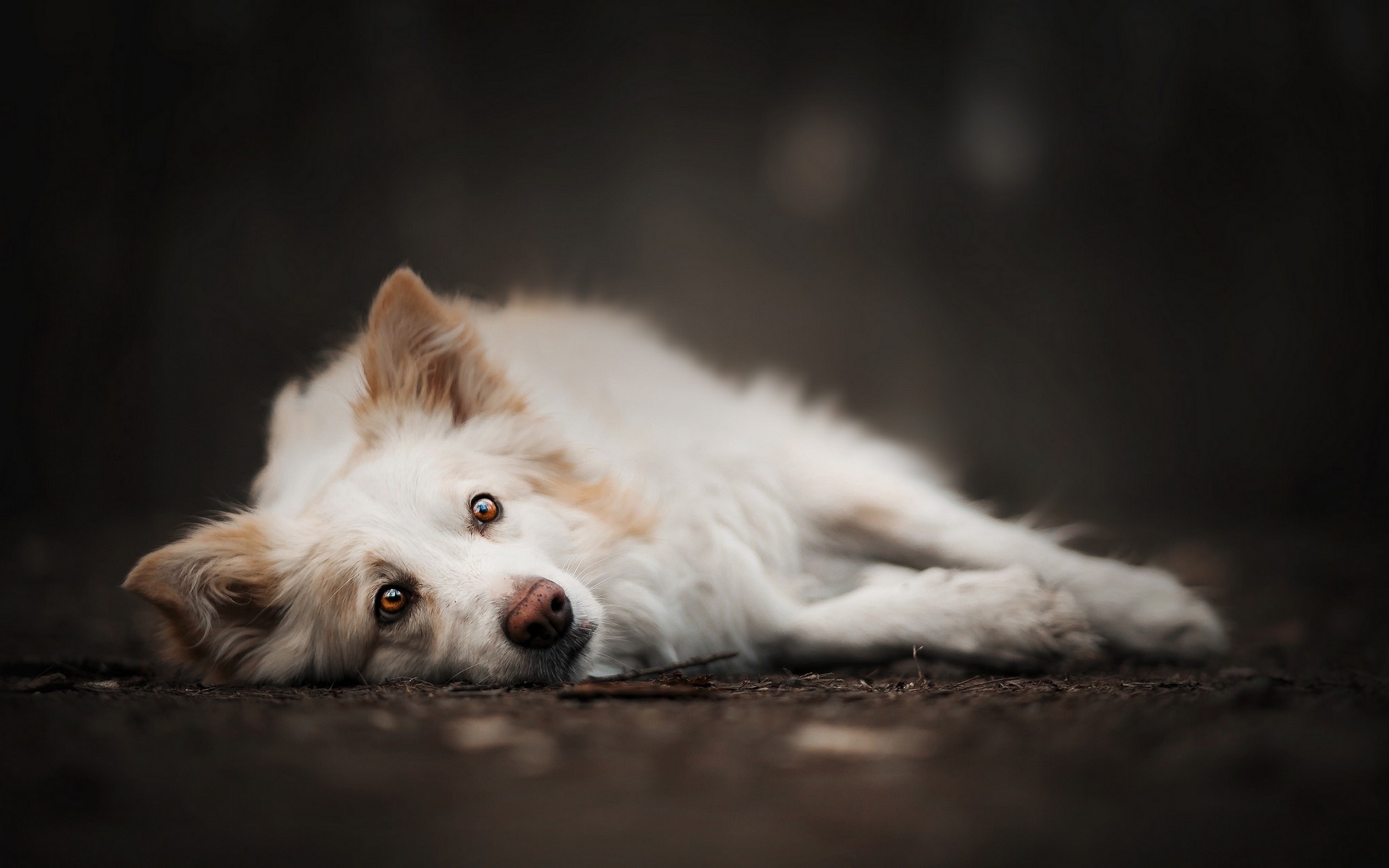 собака лежит