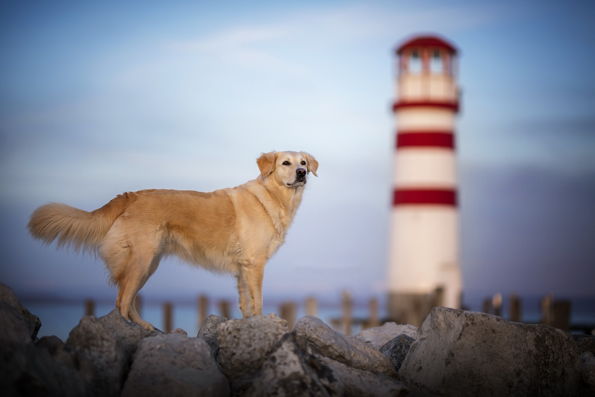 собака маяк