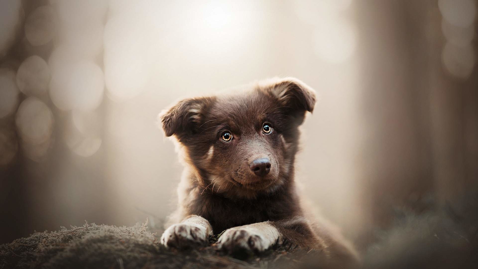 собака щенок взгляд удивление