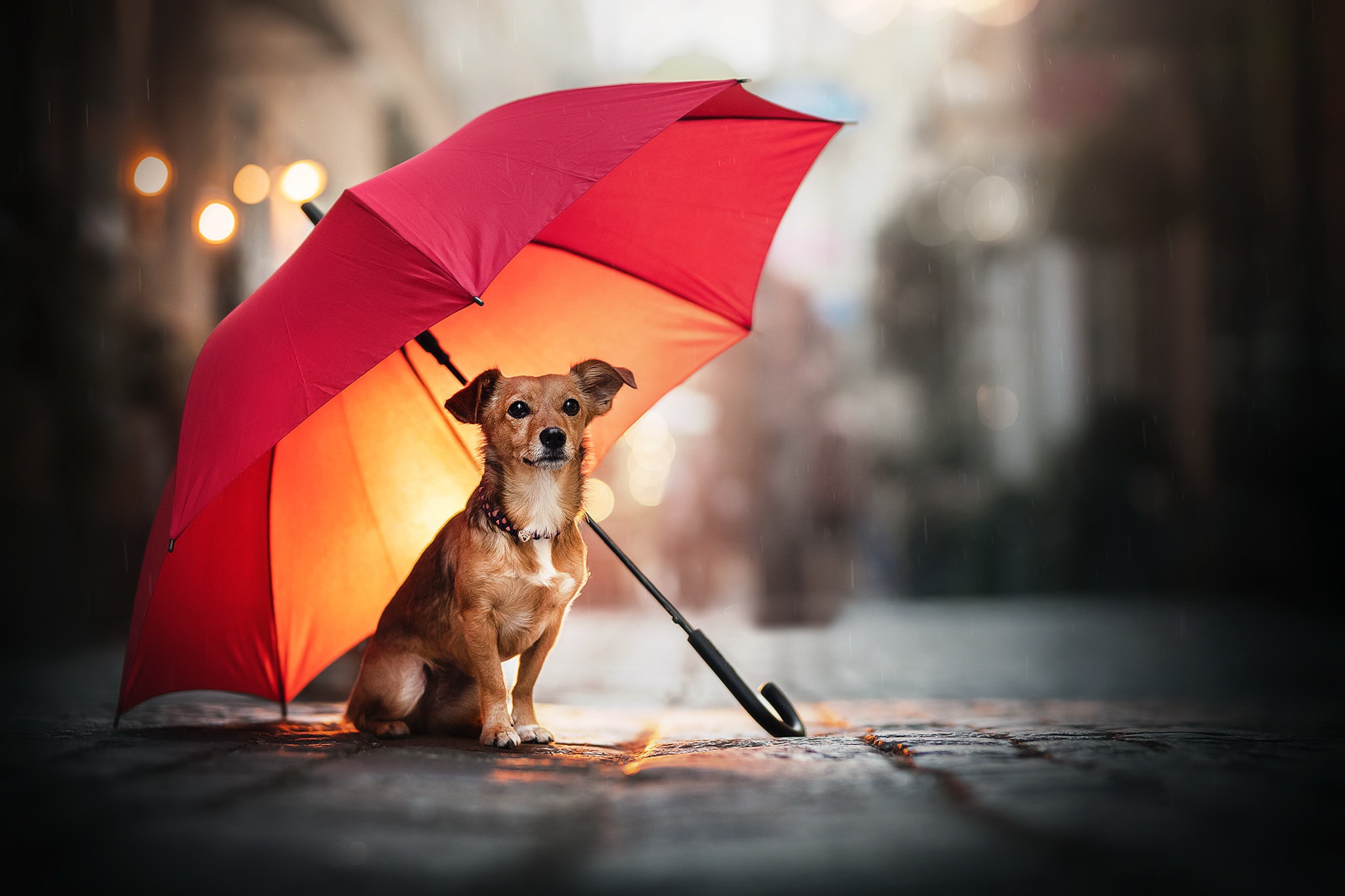 улица собака зонт