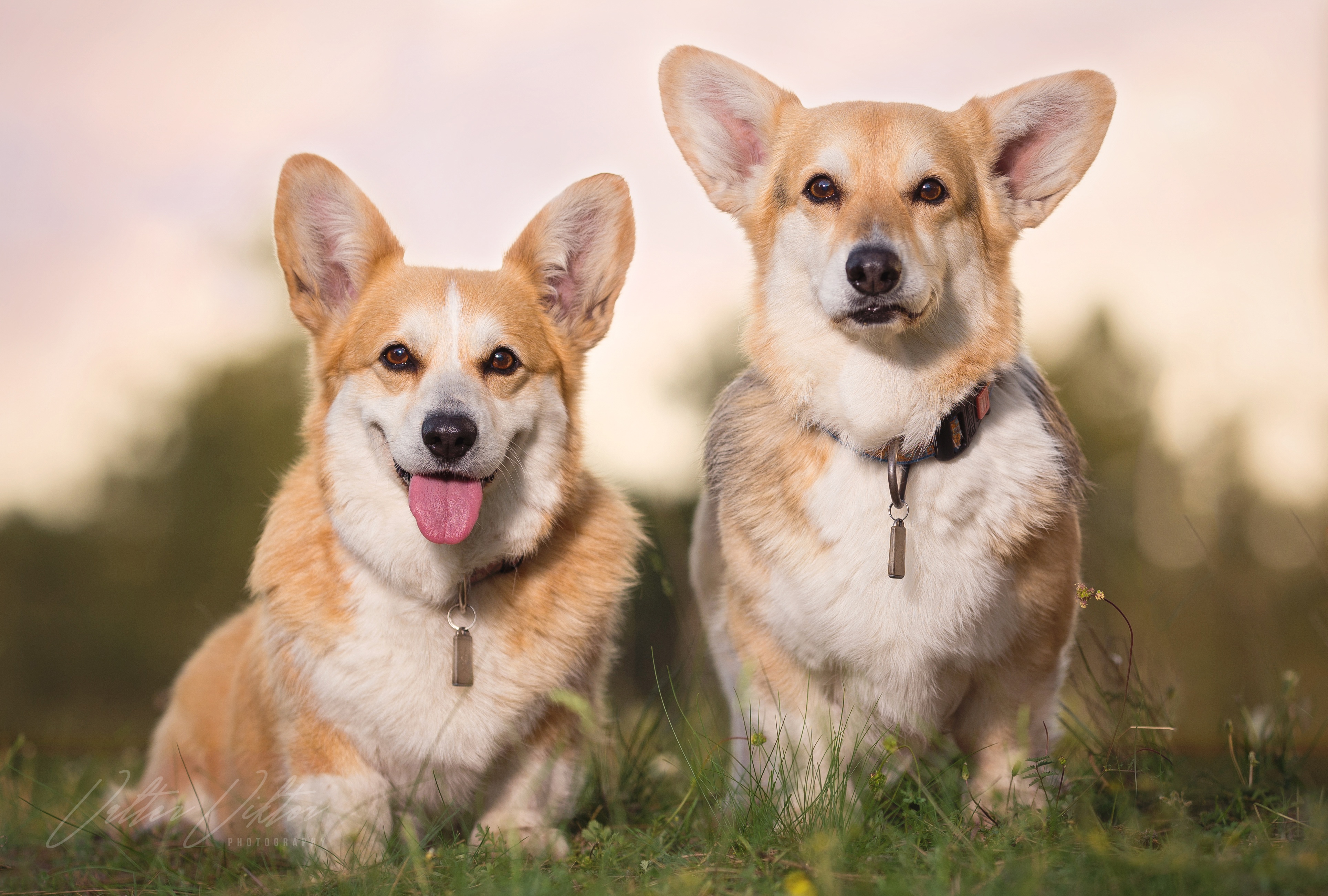 язык взгляд трава парочка