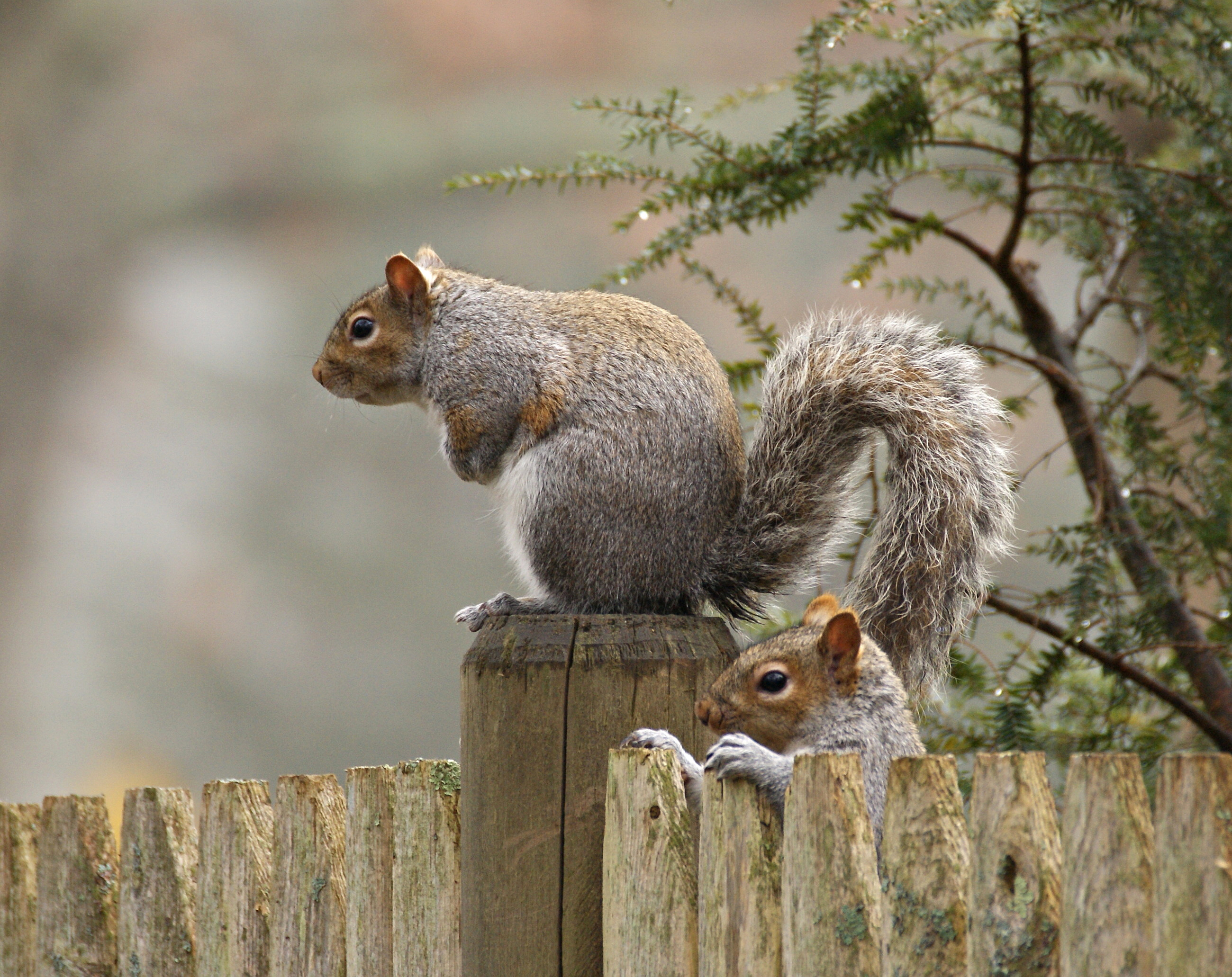 забор белки squirrels картинка.