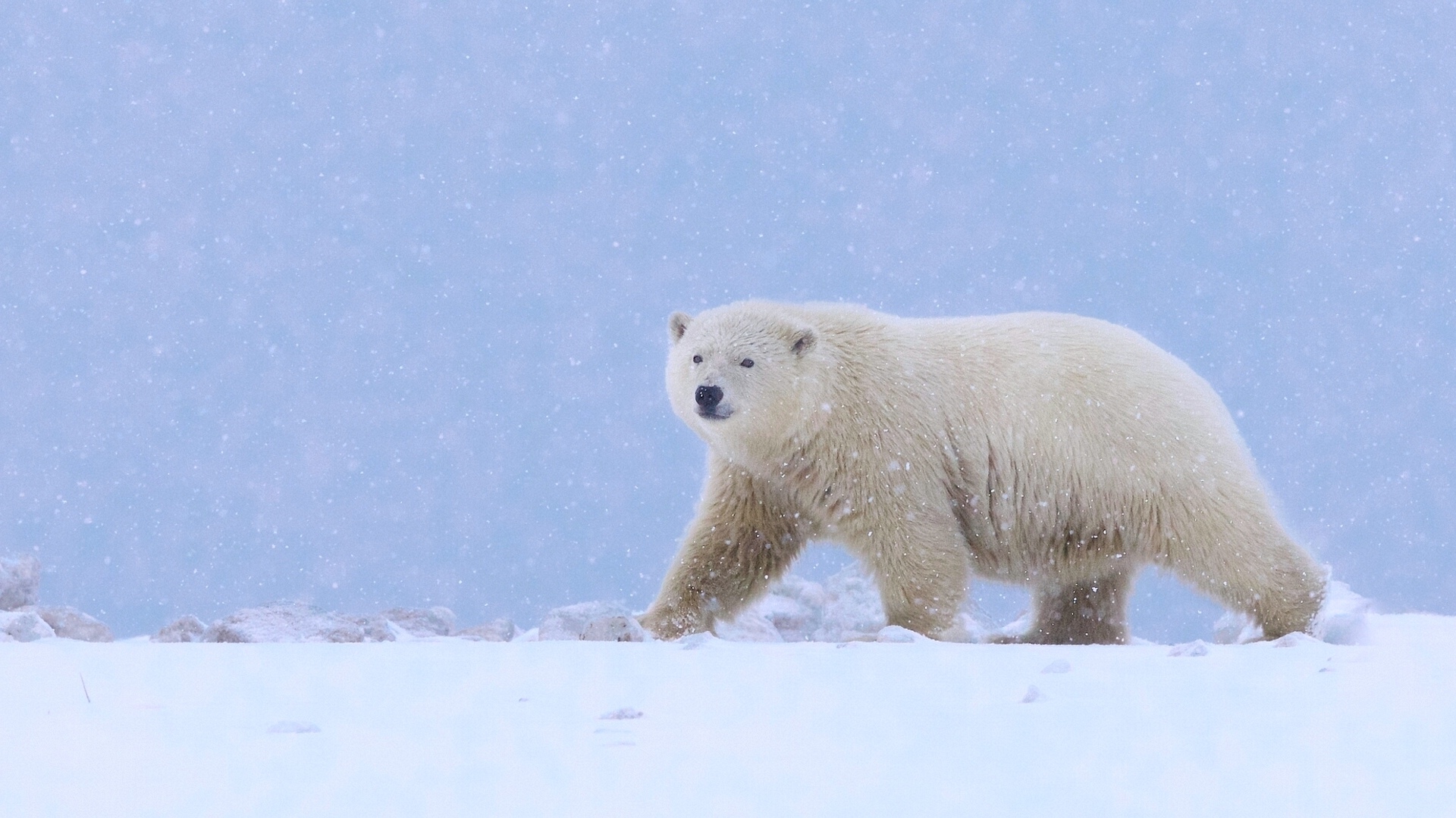 Аляска полярный медведь