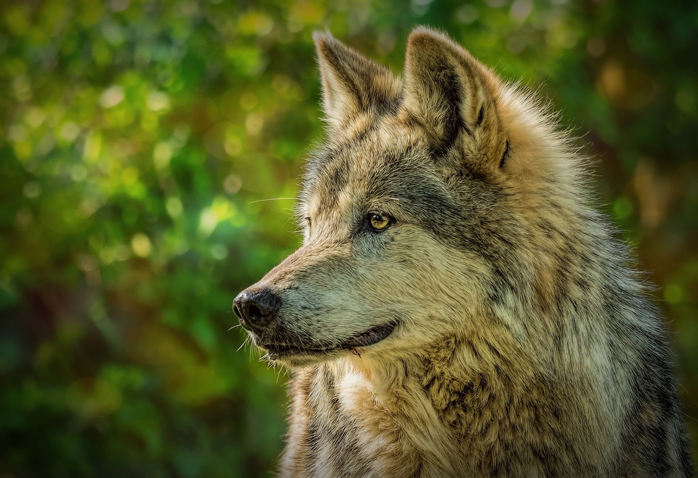 Волк Морда Животные Взгляд