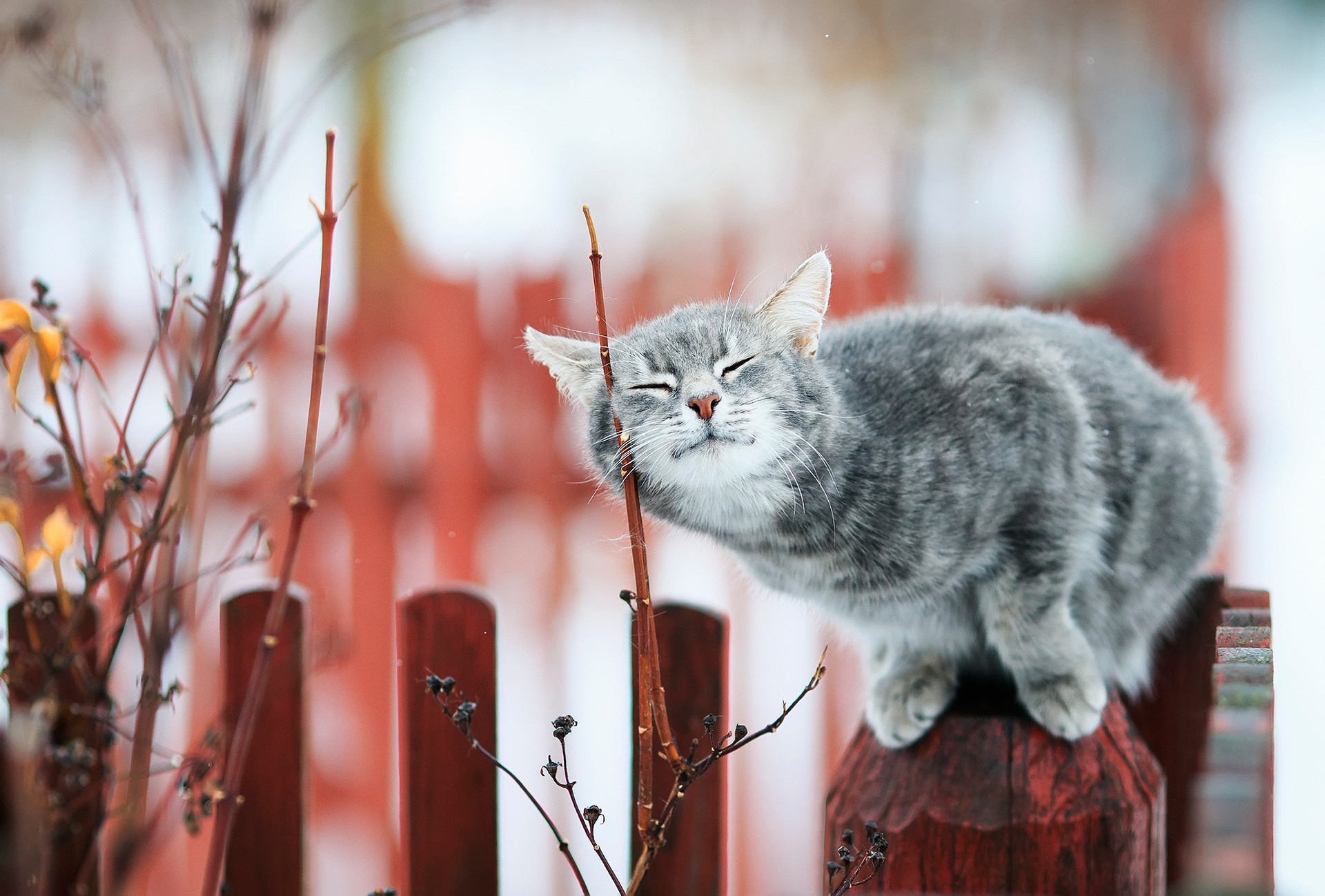 Кошка кот забор