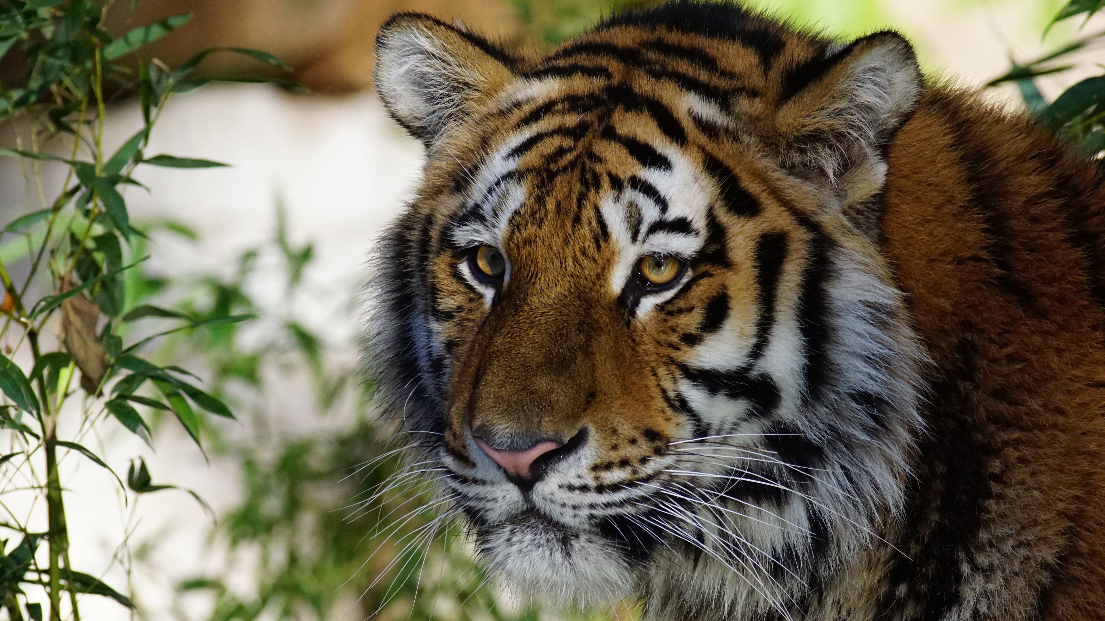 Тигр Морда Взгляд Животные
