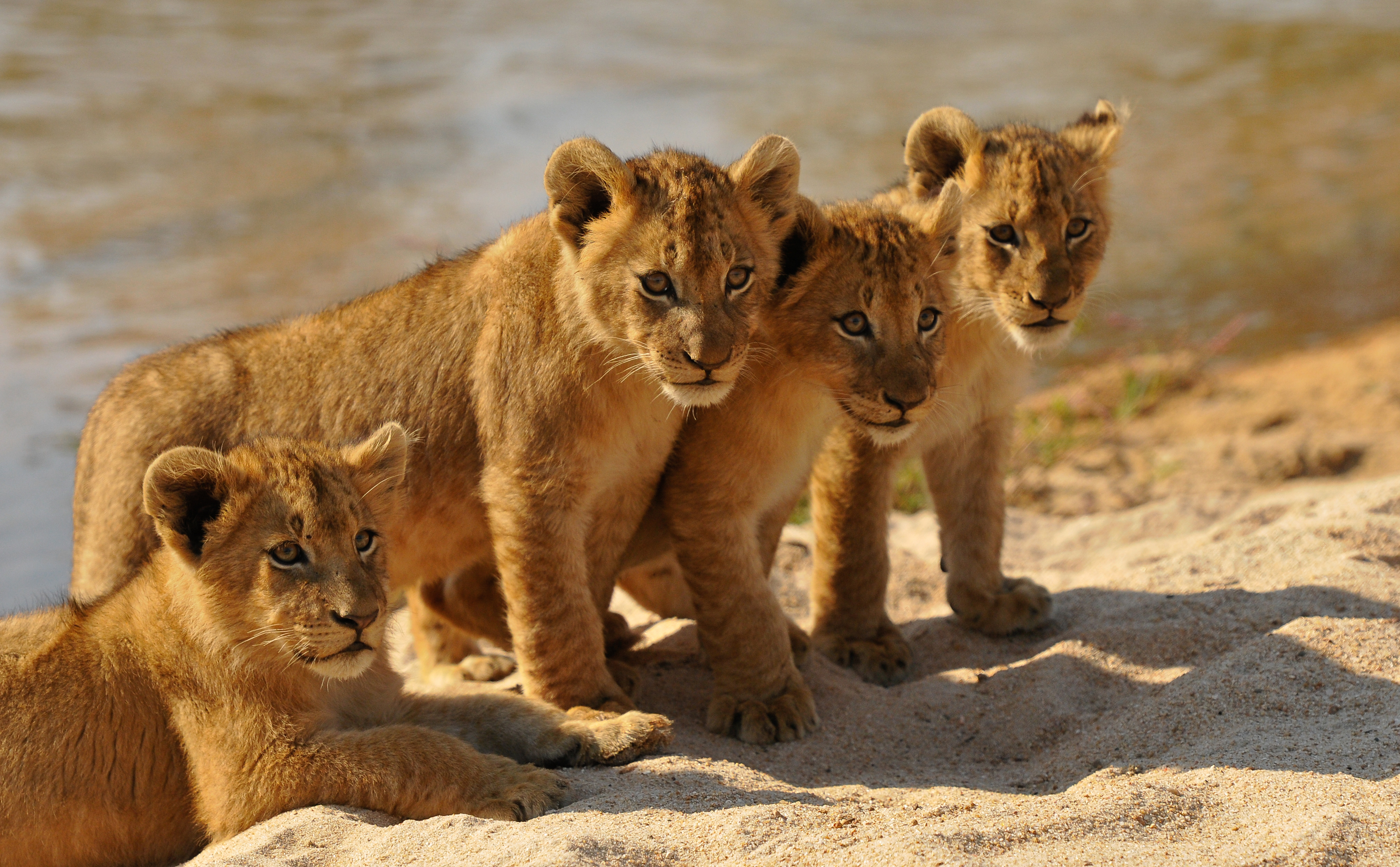 Четыре маленьких львенка стоят