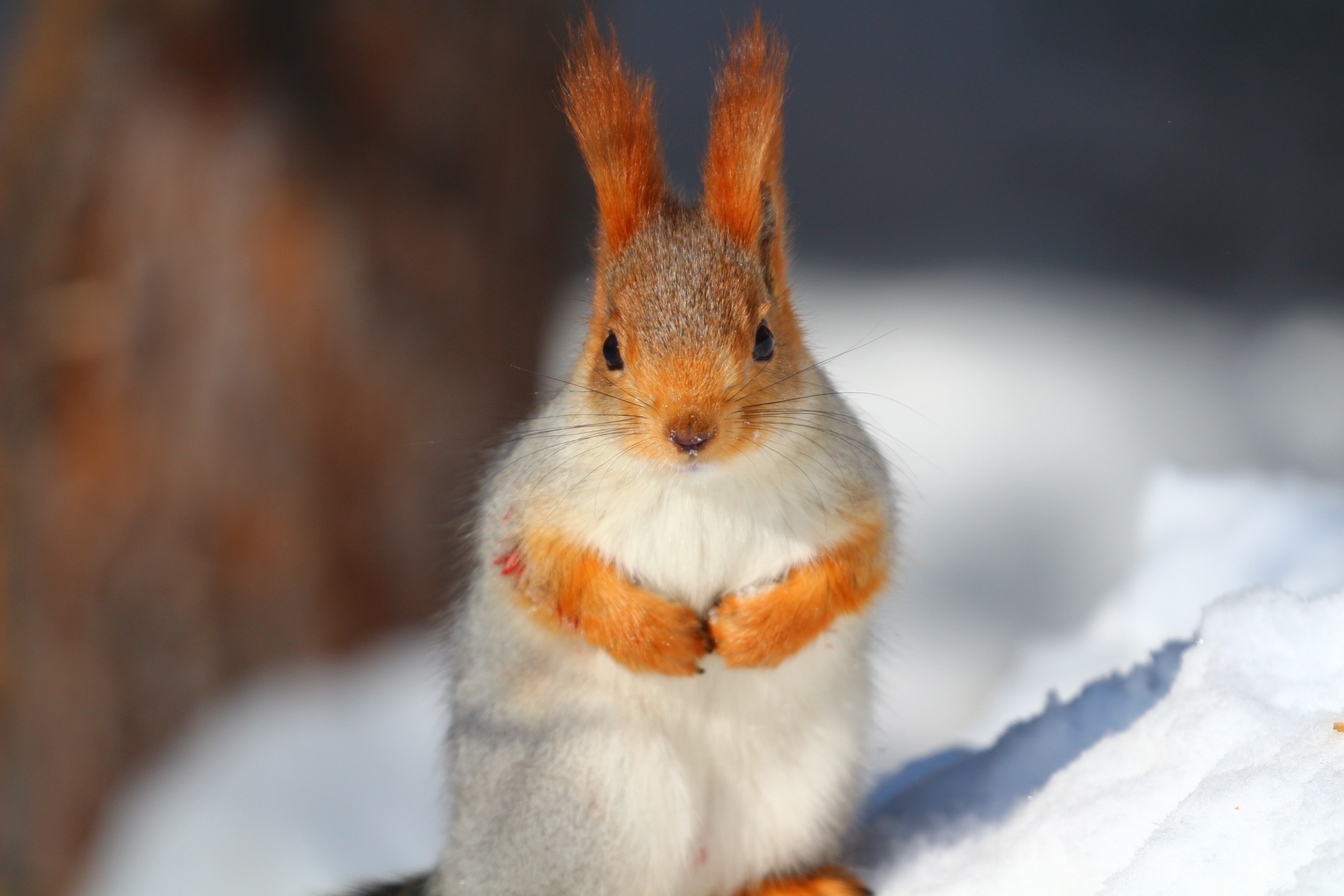 белка пушистая