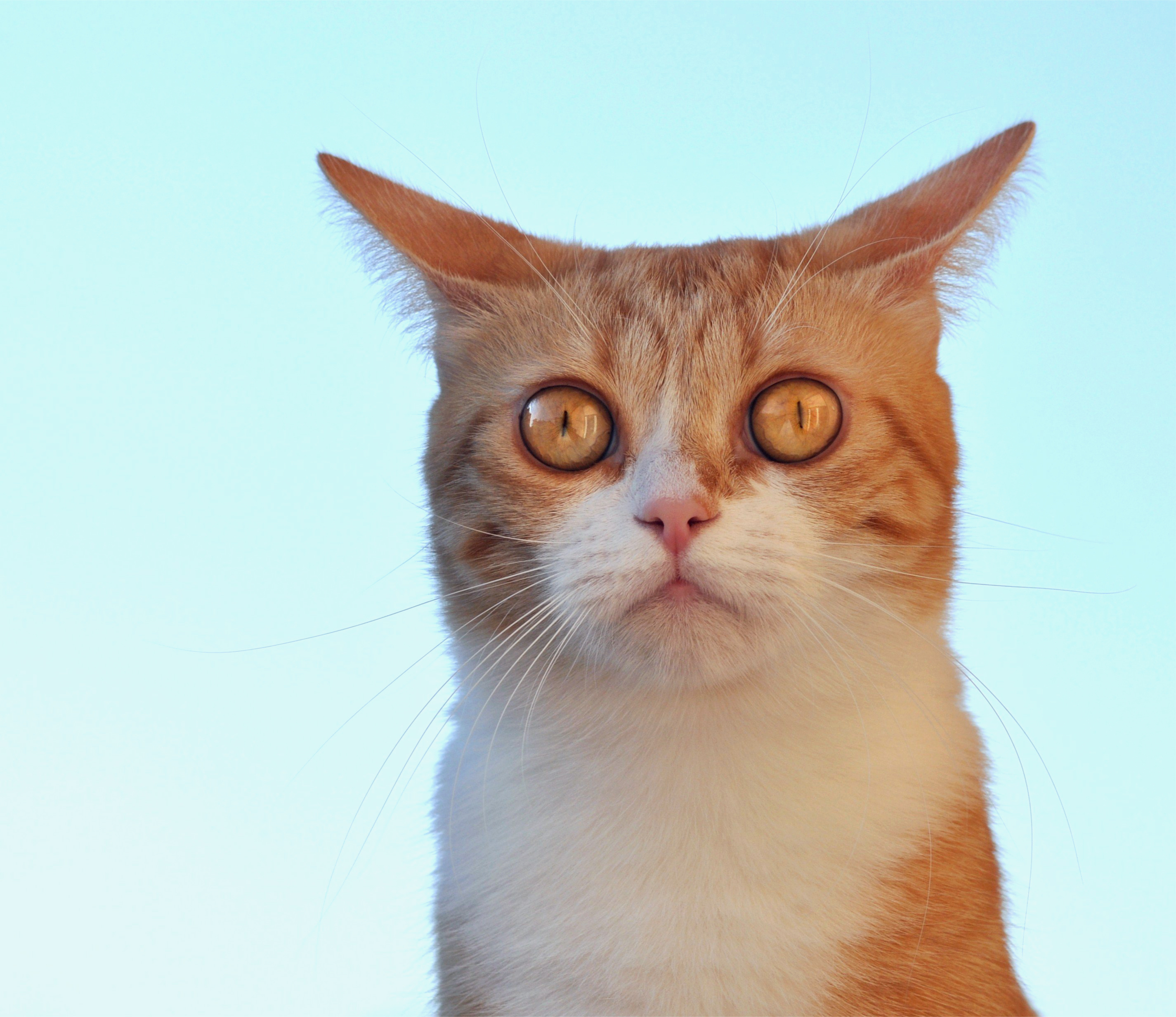 бирюзовый рыжий взгляд Кот