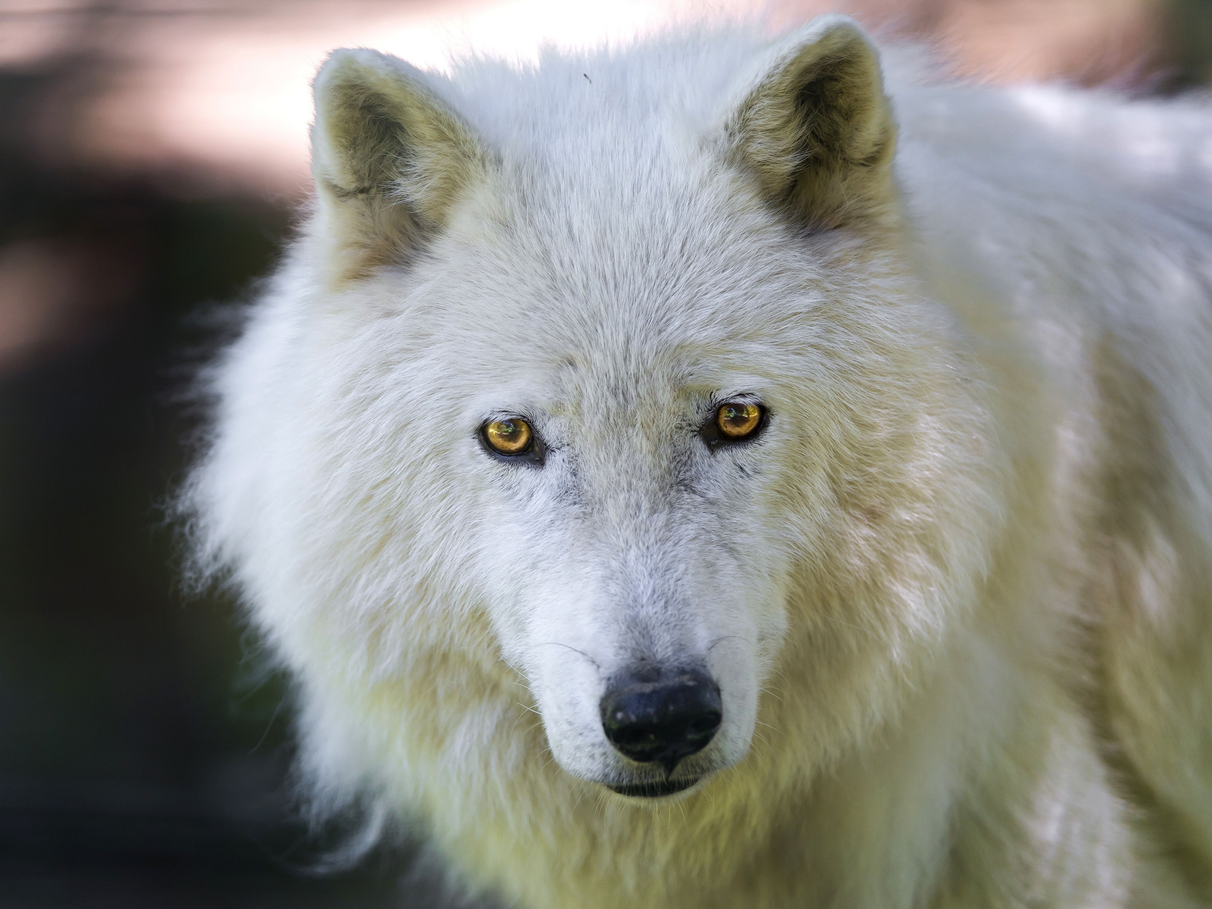 взгляд арктический волк морда
