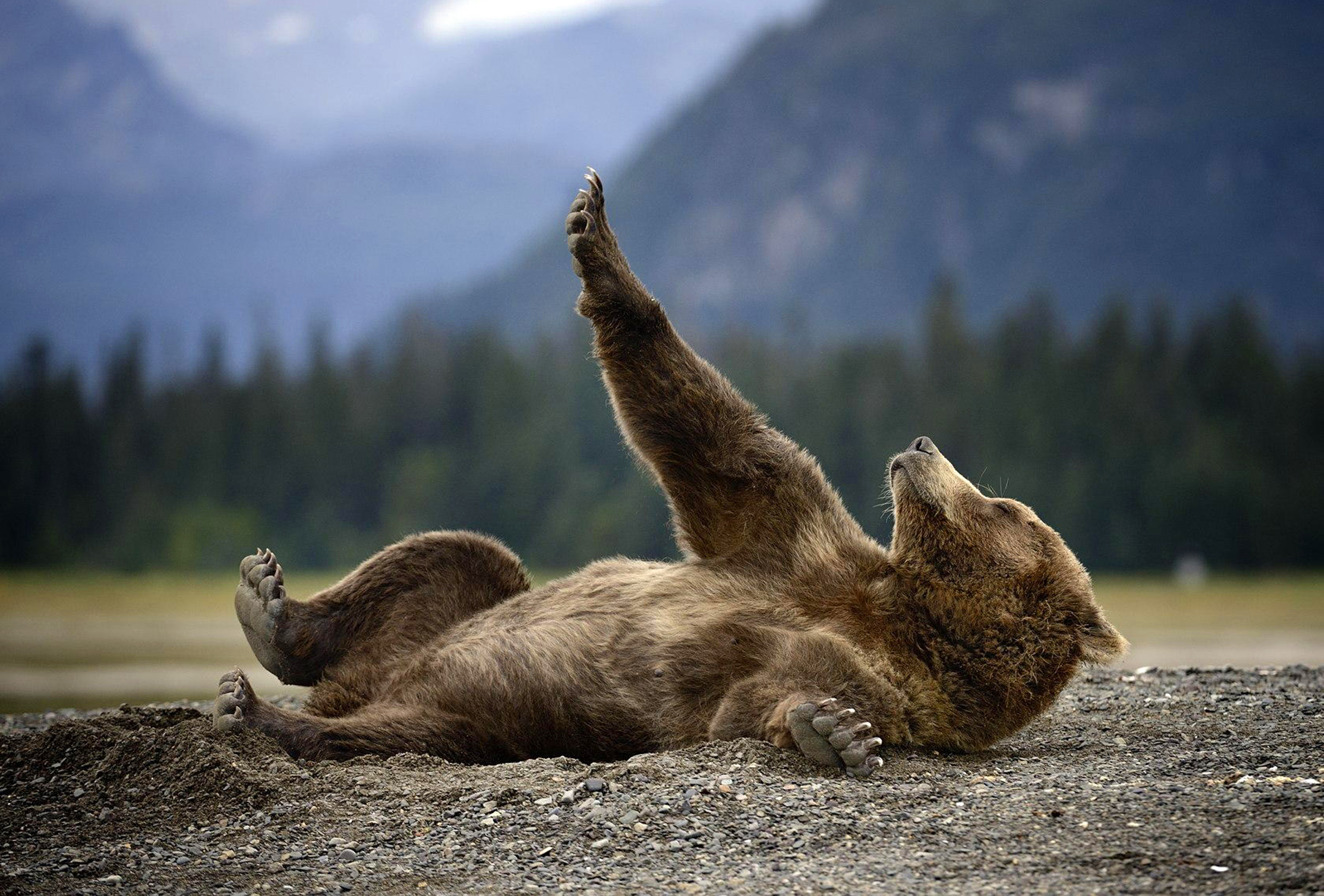 животное природа Медведь Гризли лежит