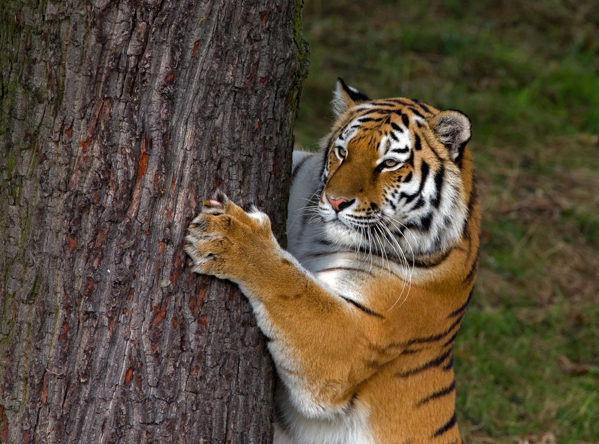животное ствол хищник тигр