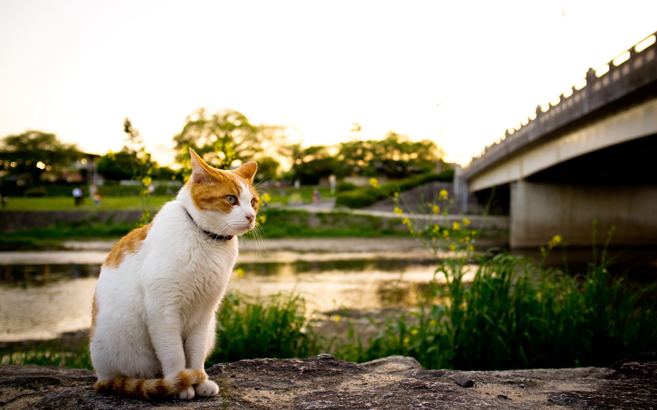 кошка река мост
