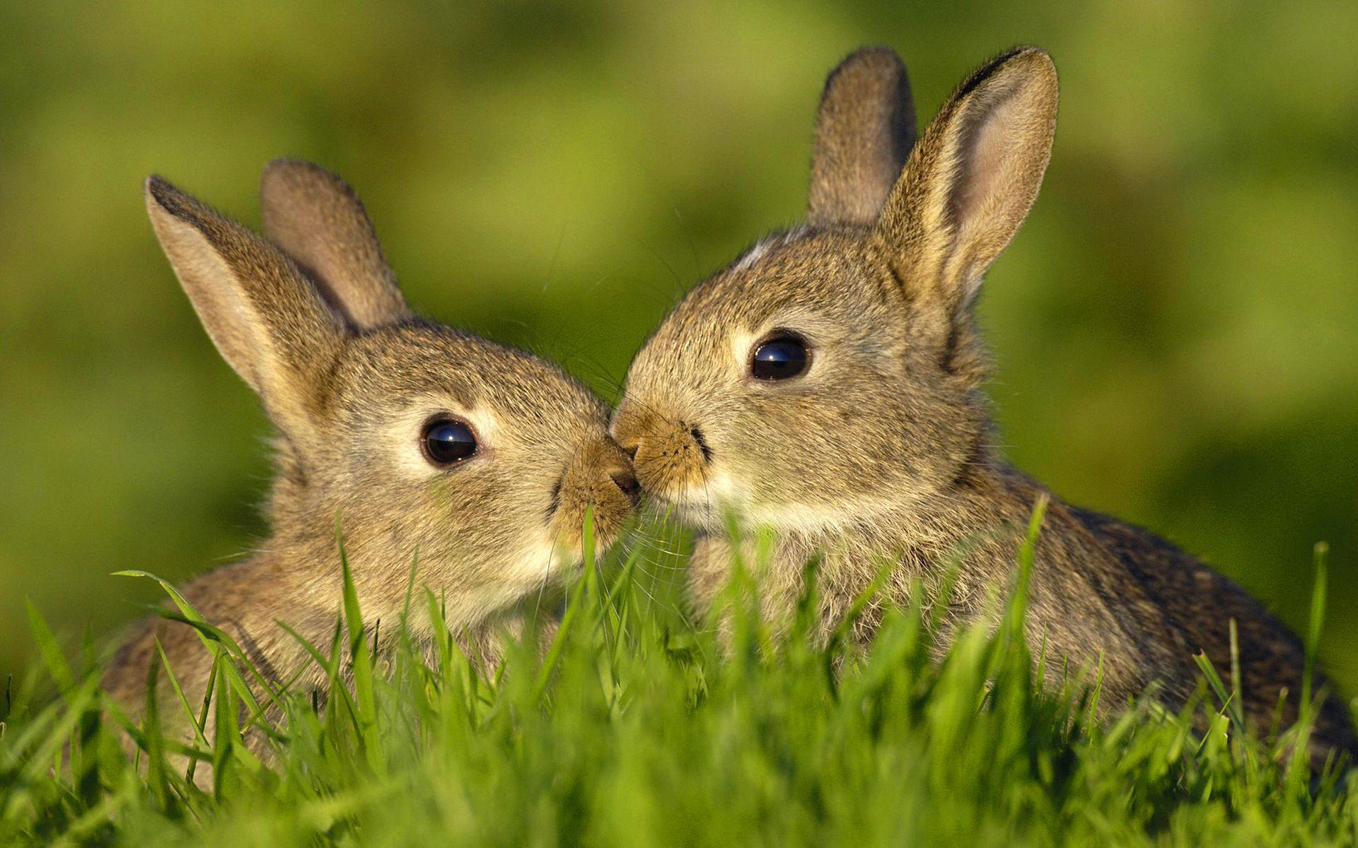 кролики трава