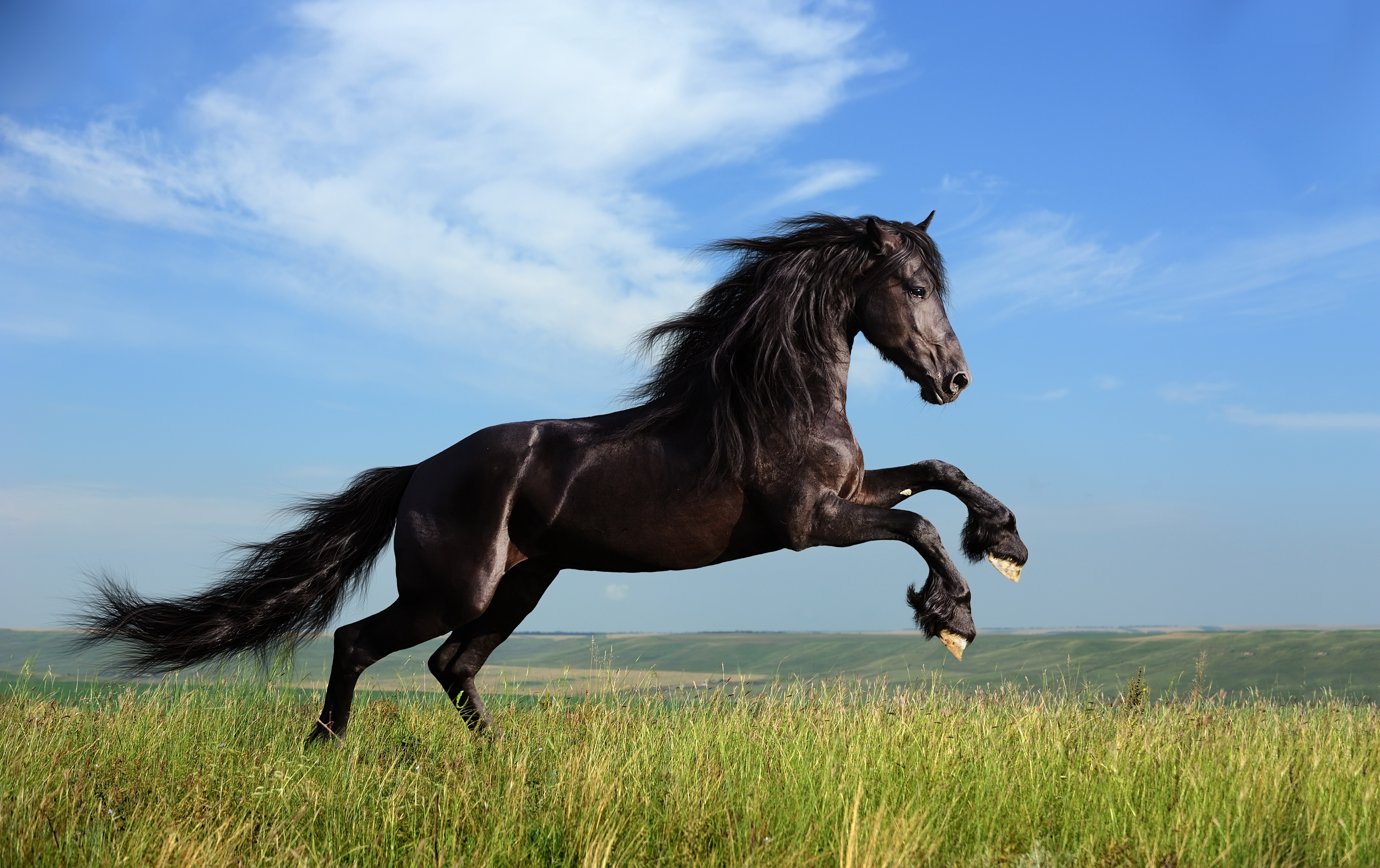 лошадь трава прыжок