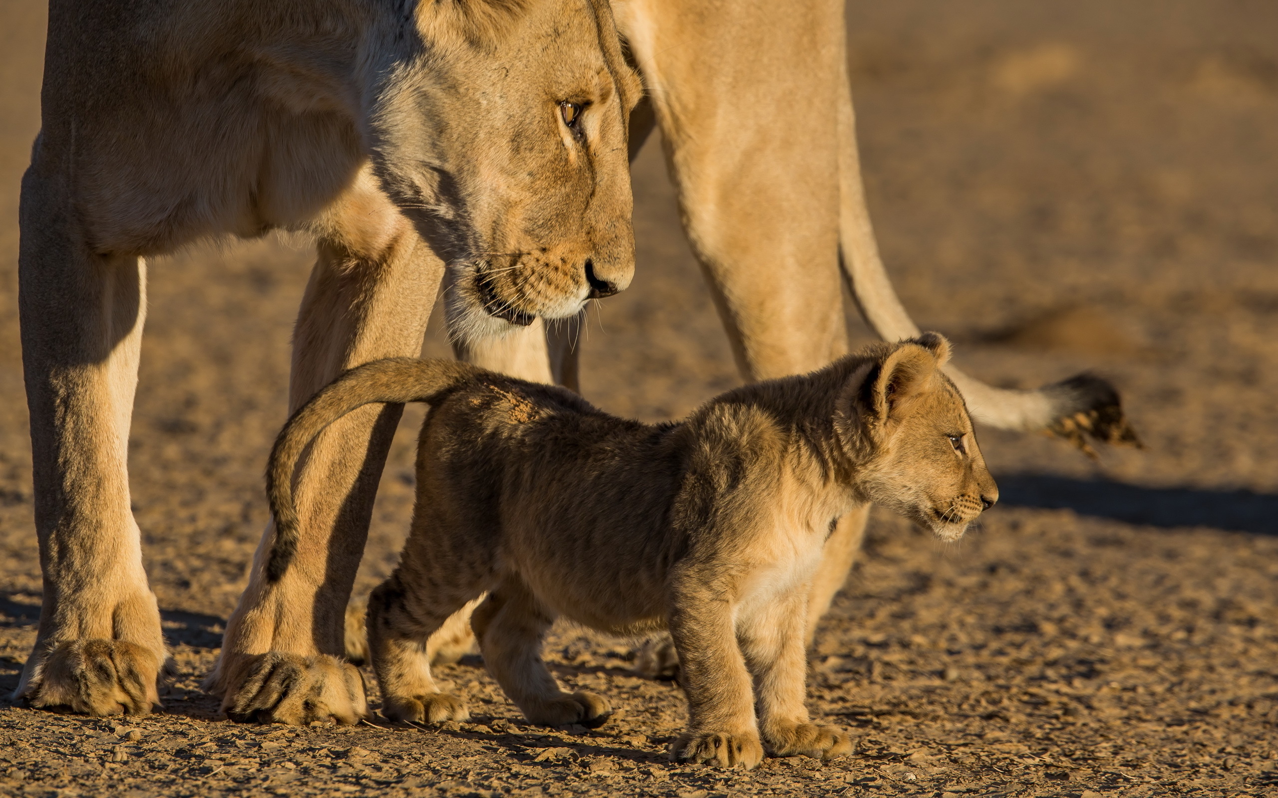 львы Африка природа