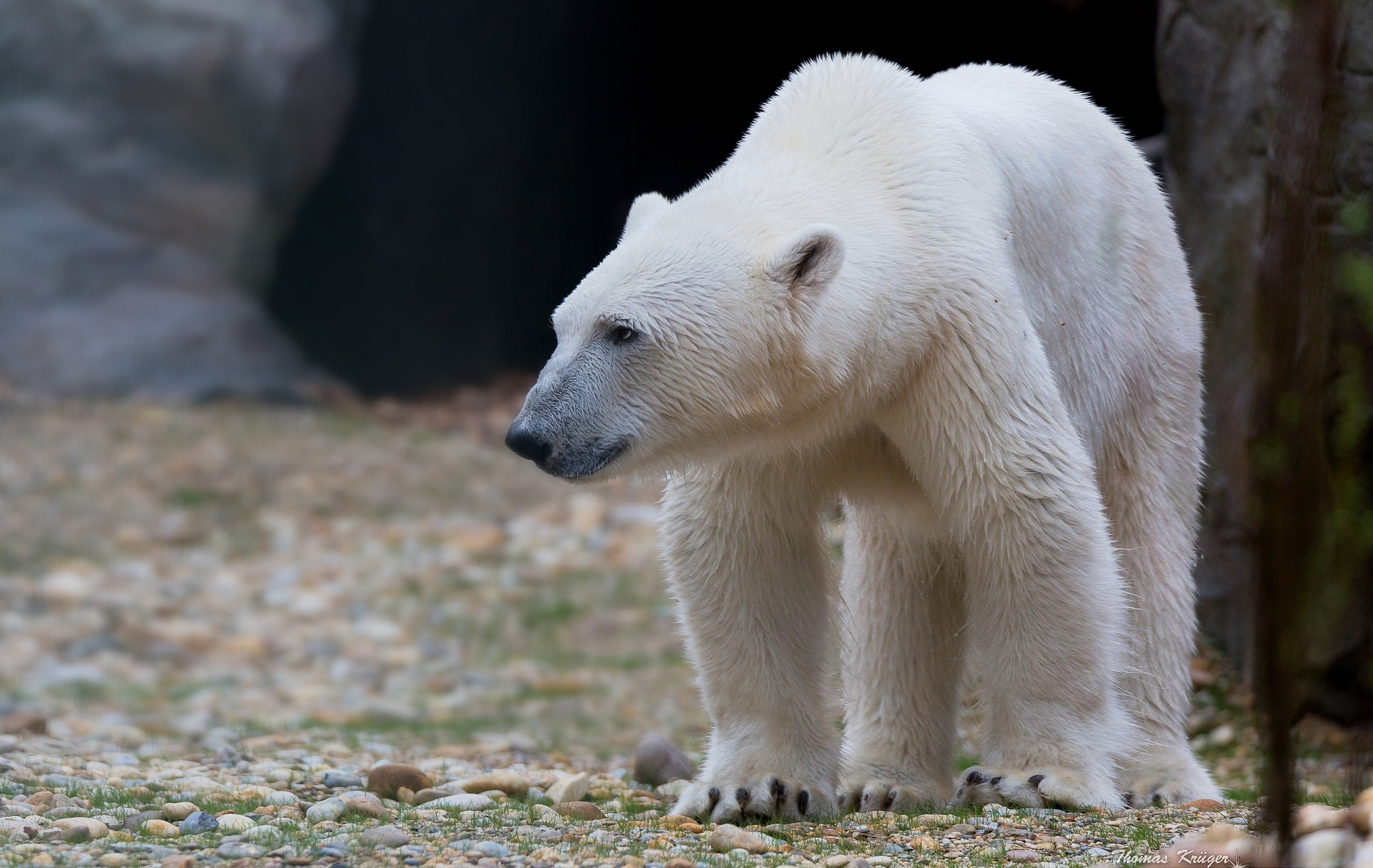 медведь камни белый медведь