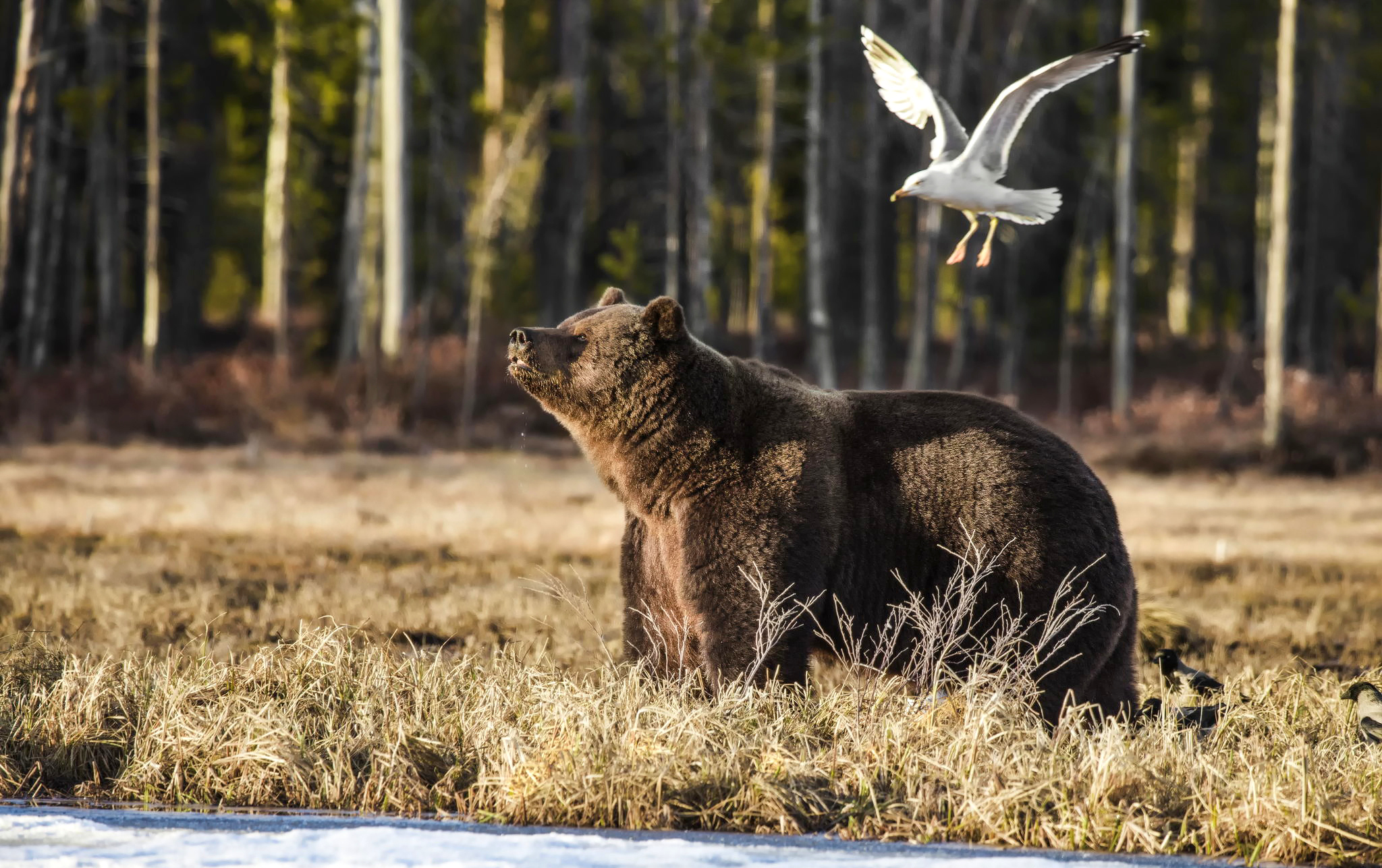 медведь лес Bear животные чайка