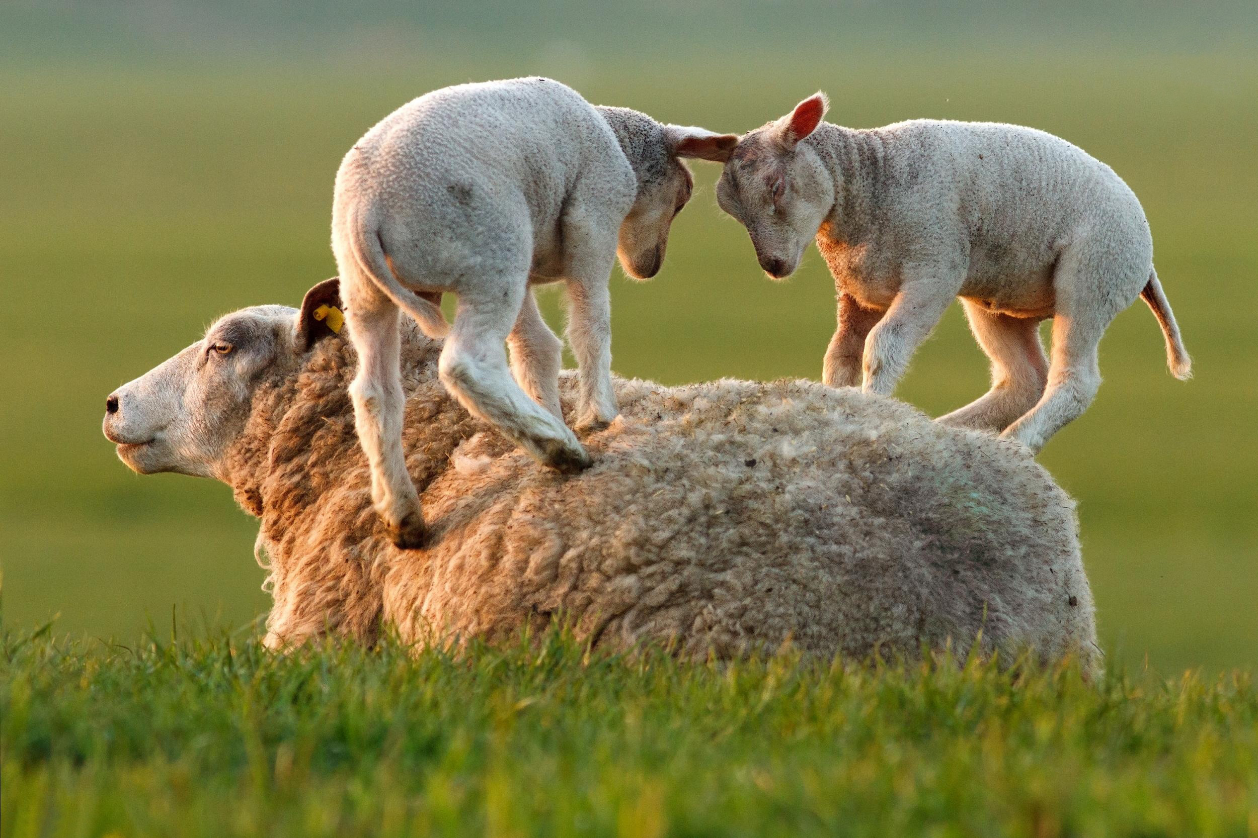 овца ягнята Трава игра