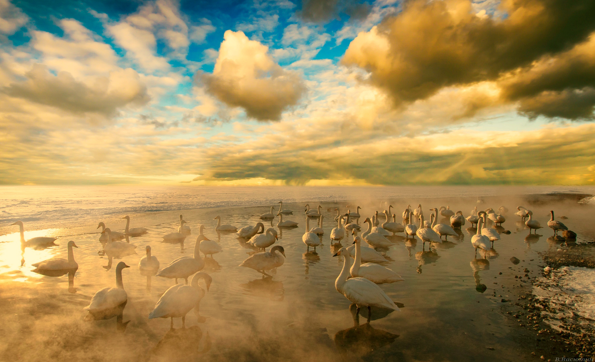 озеро птицы туман