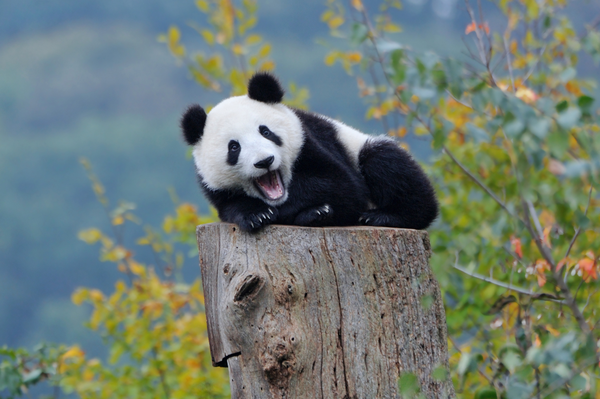 панда медвежонок лес осень