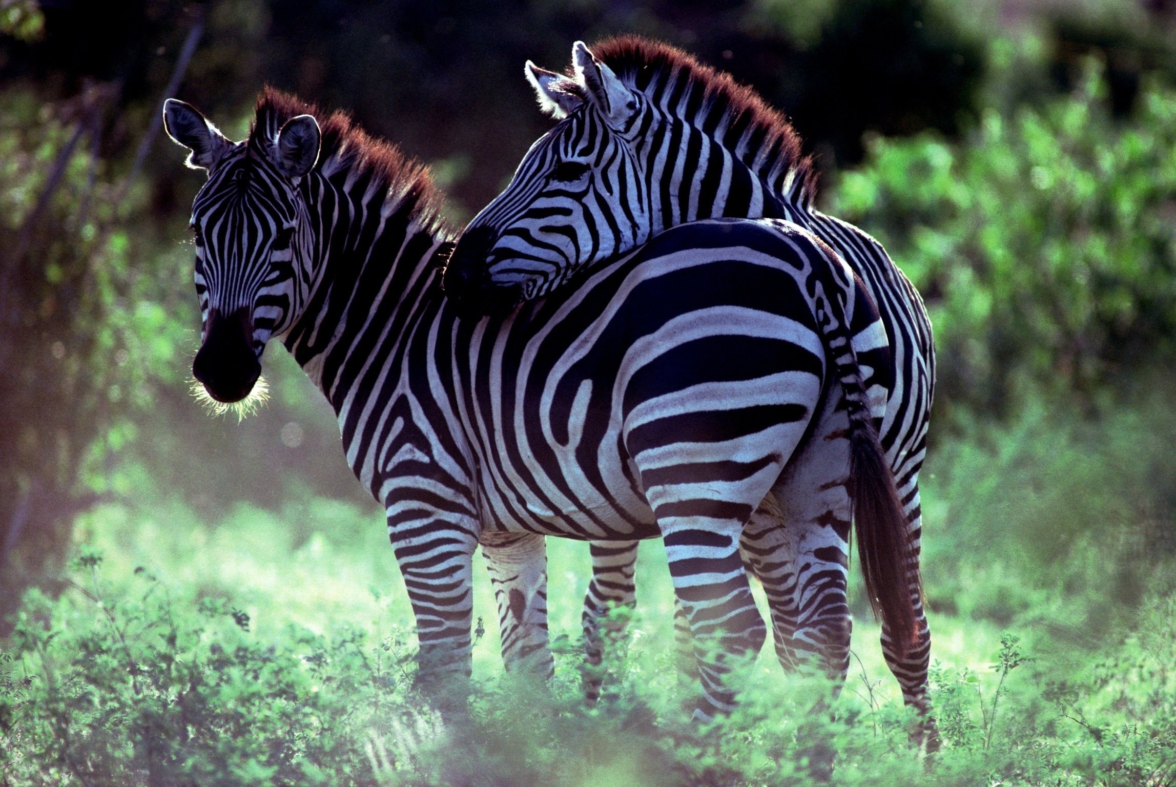 пара зебры савана