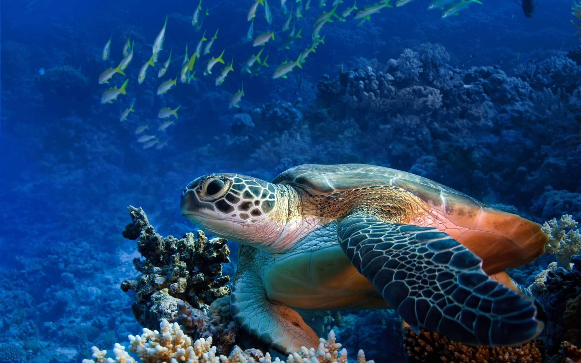 подводный мир черепаха рыбки риф
