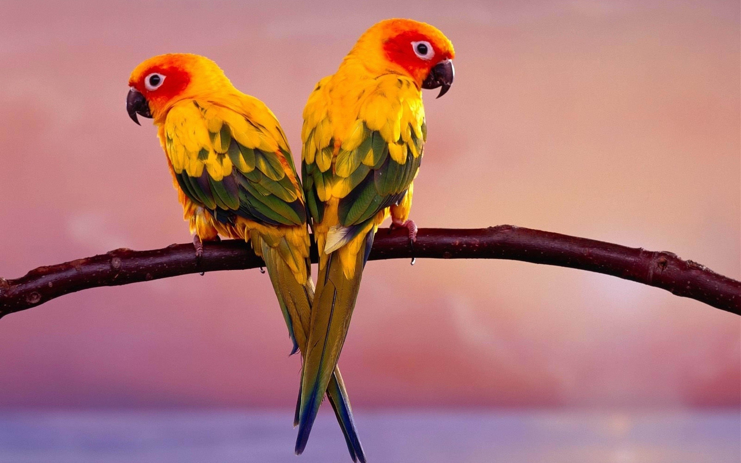 попугаи пара ветка