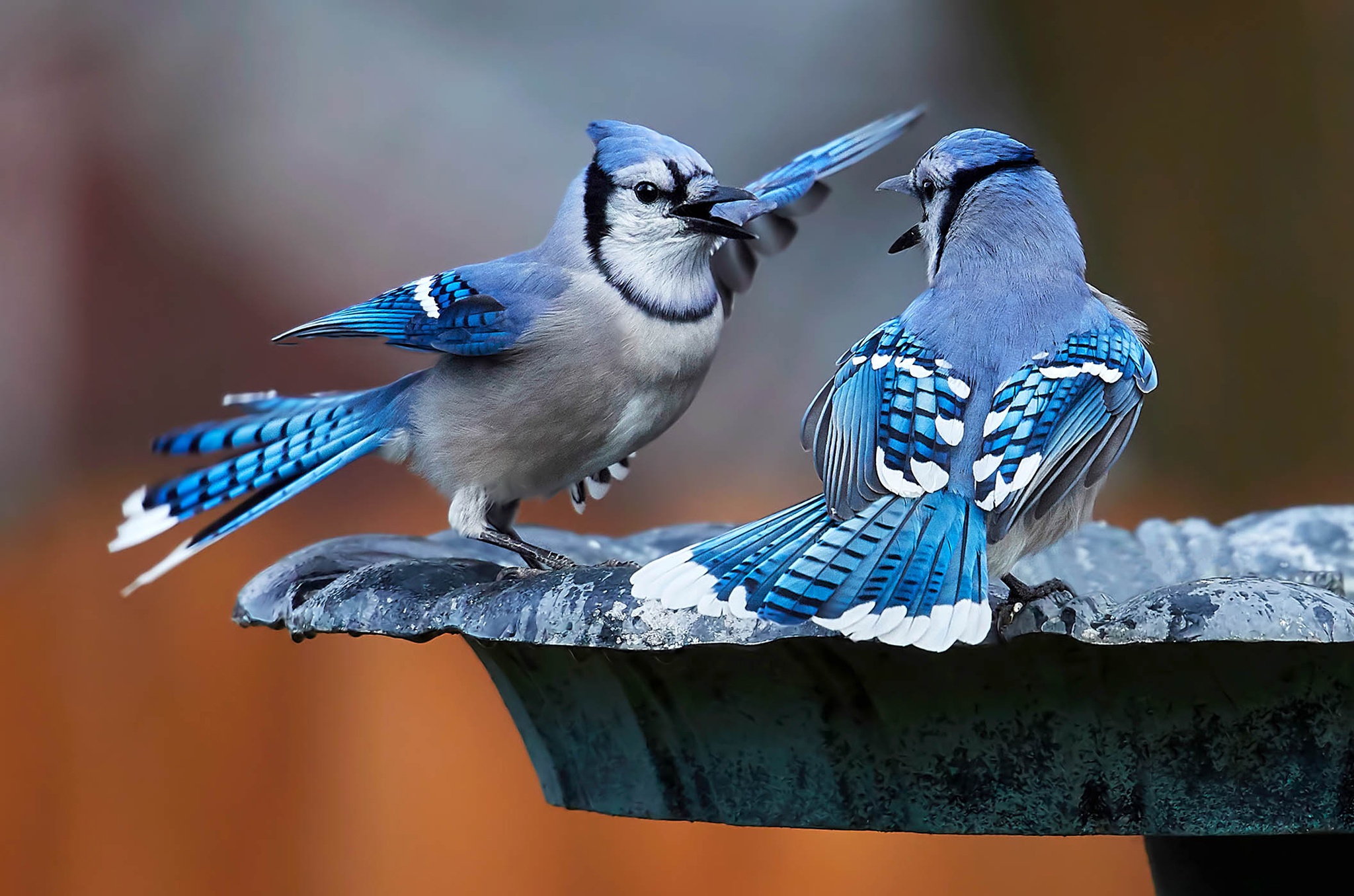 птицы Голубая сойка парочка