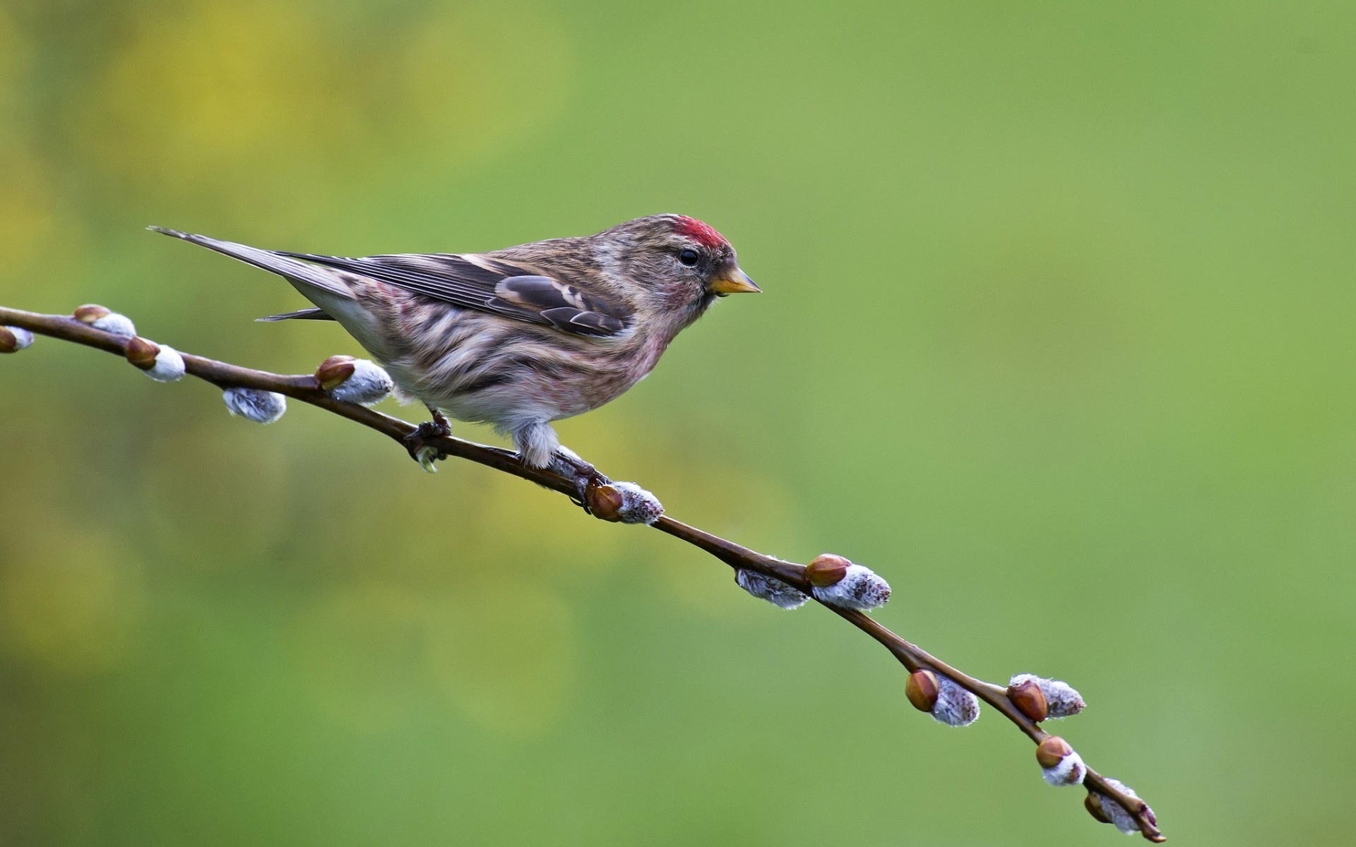 птичка чечетка ветка
