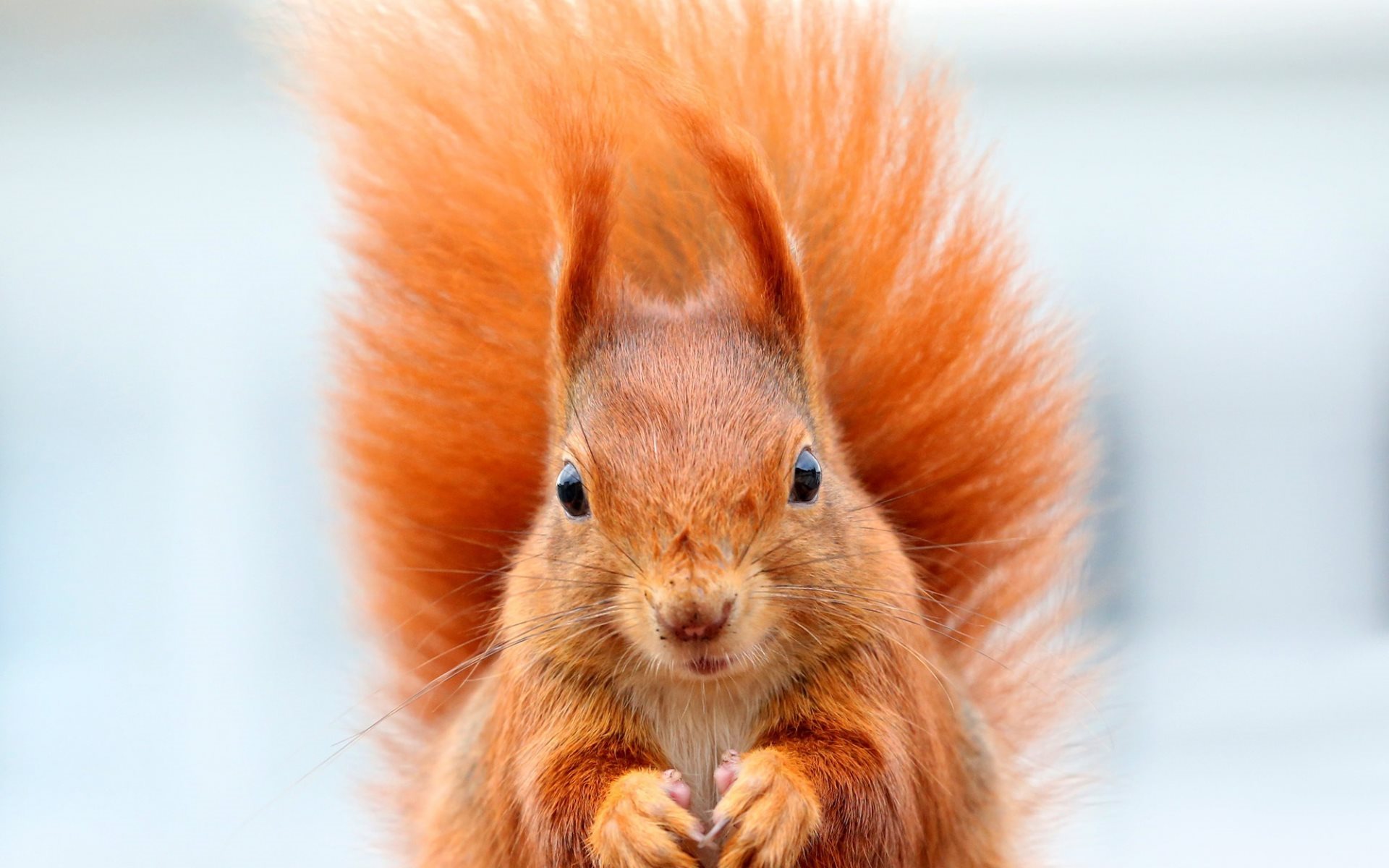 размытость белка ушки хвост