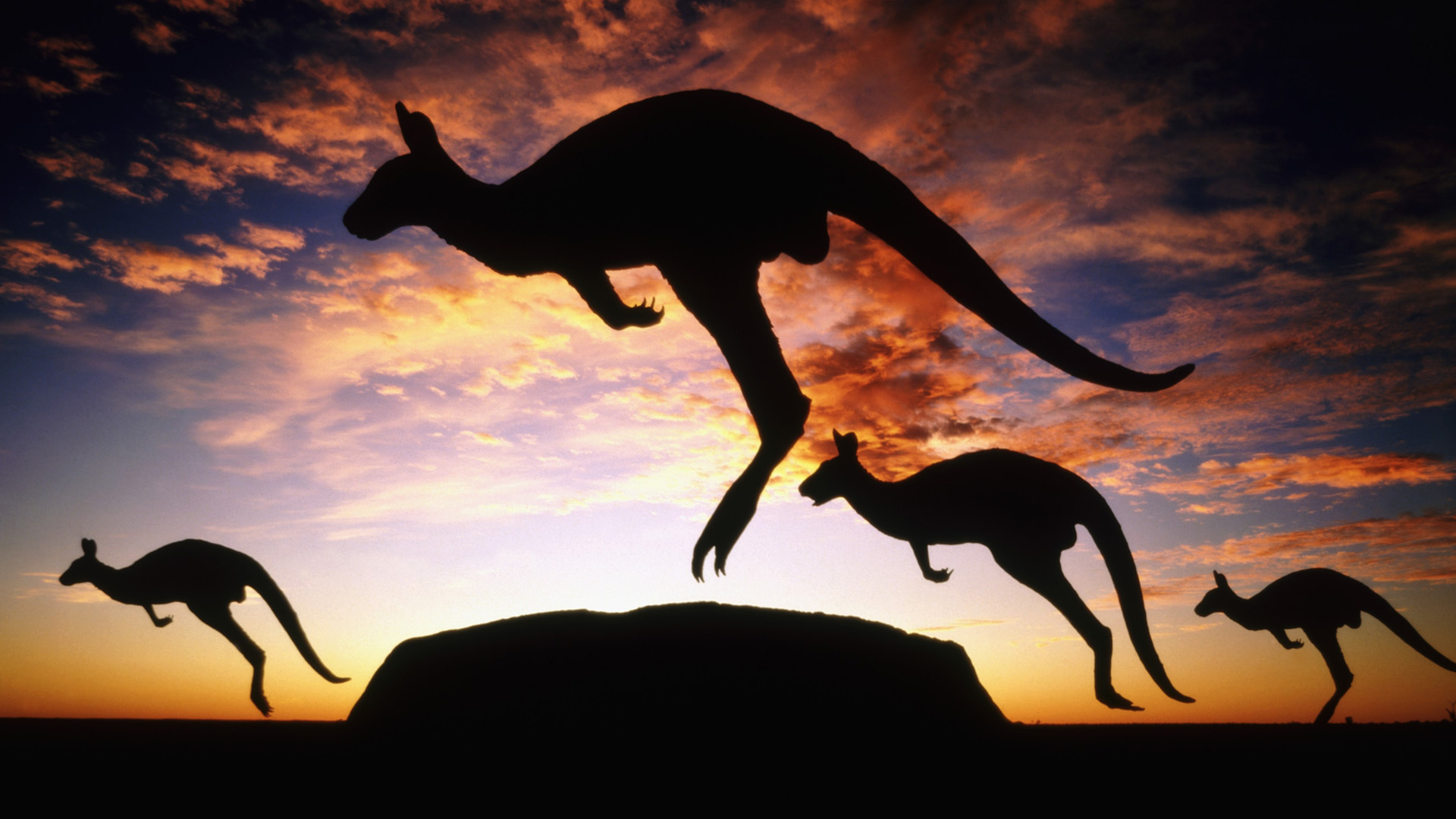 сумерки австралия кенгуру