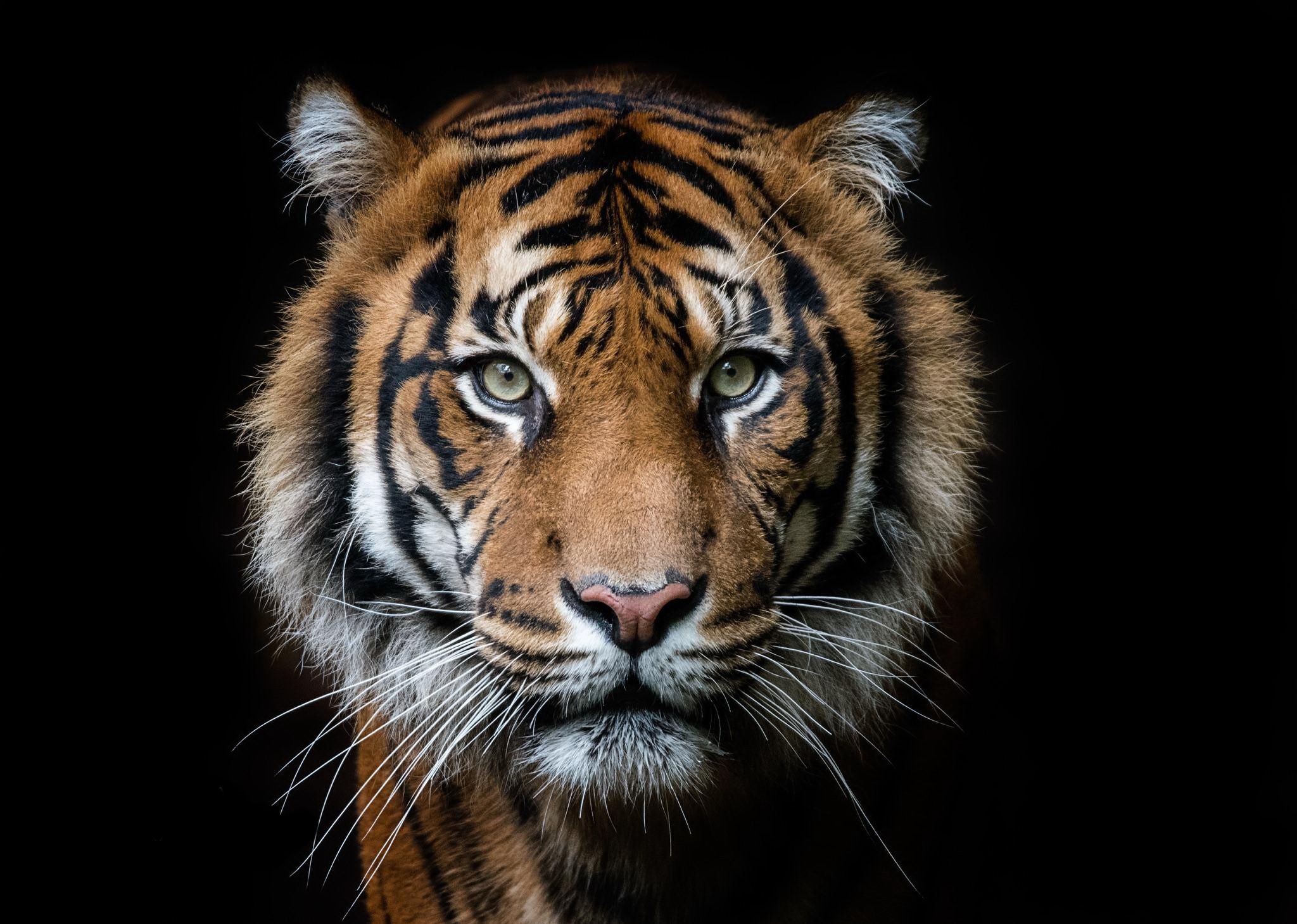 тигр зверь
