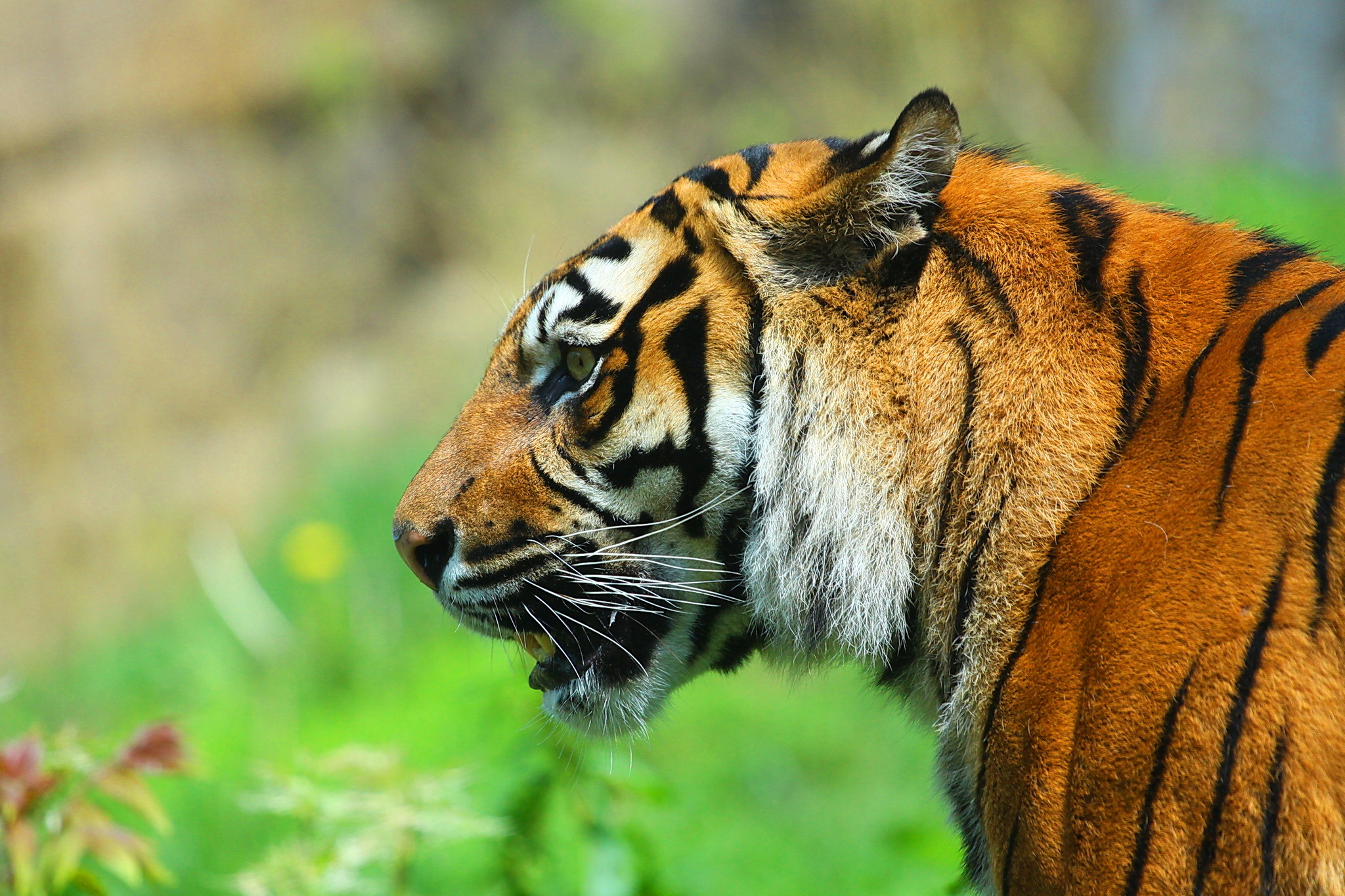 тигр хищник морда профиль