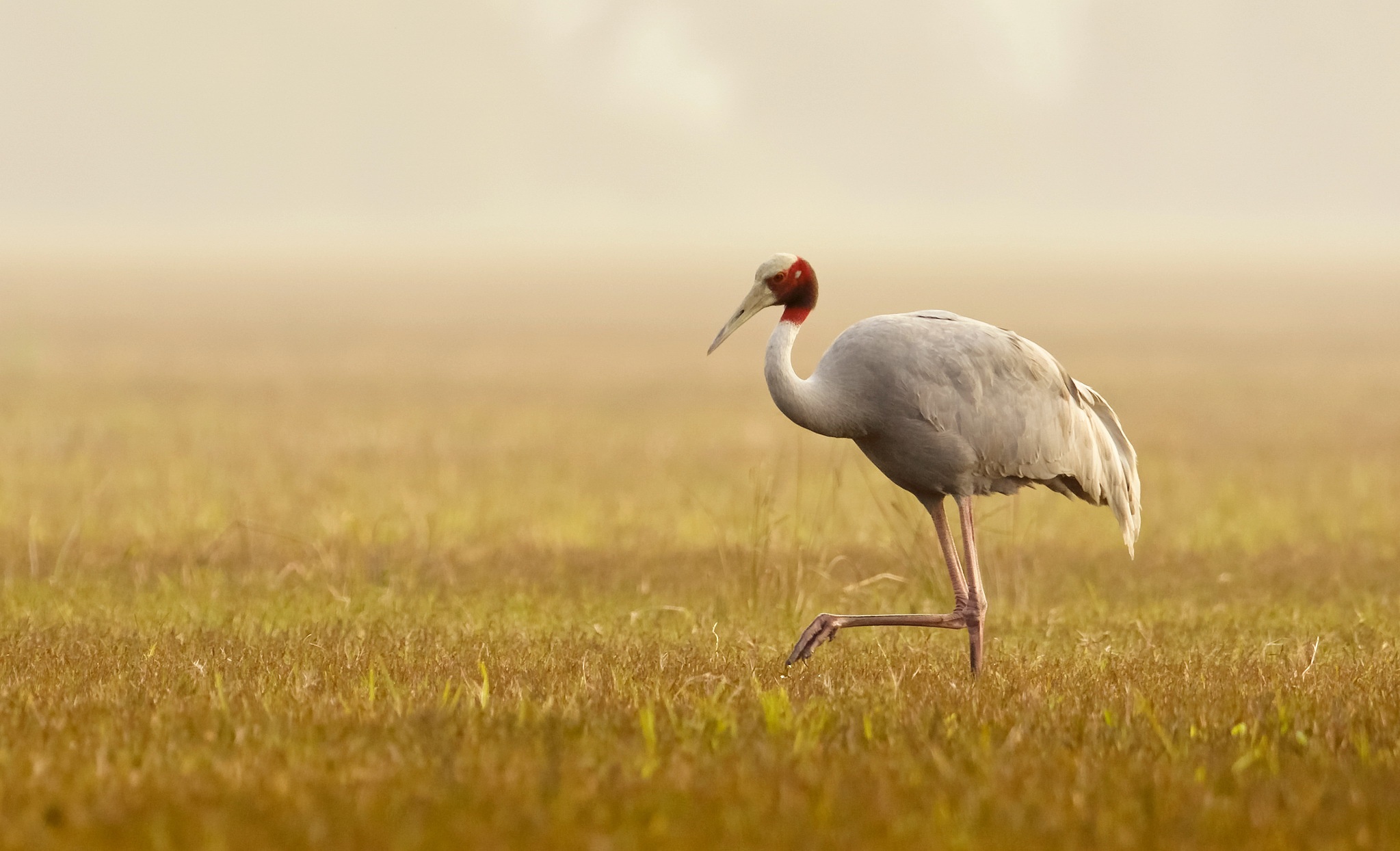 туман Sarus Crane птица