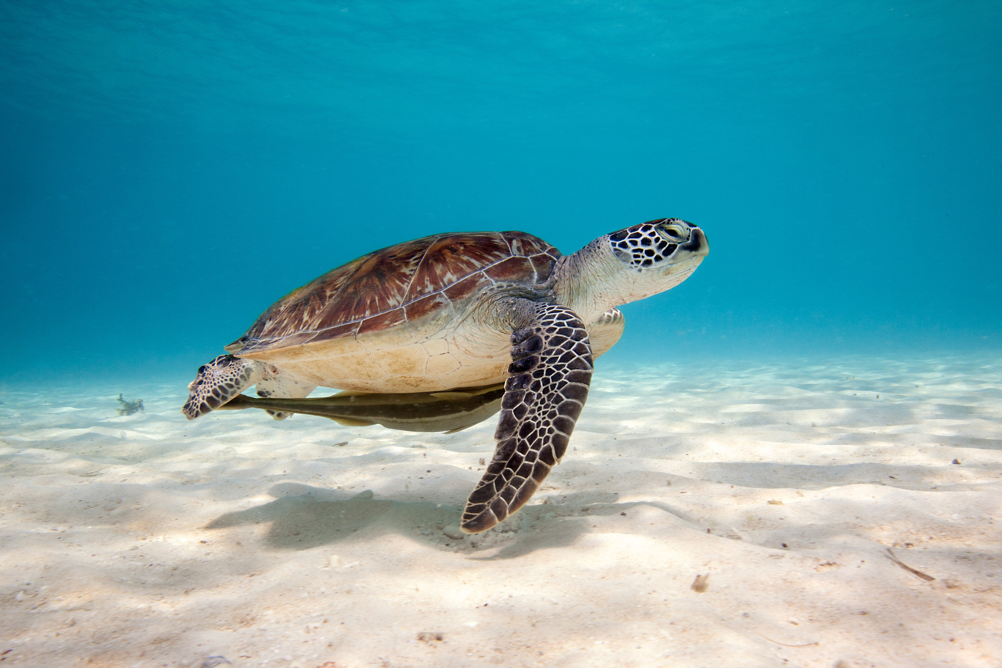 черепаха море вода