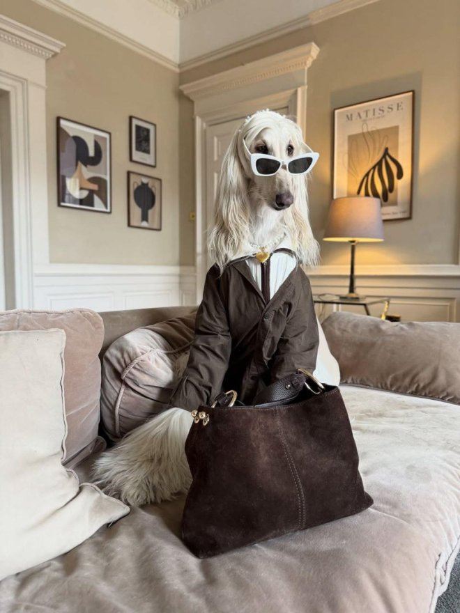 Афганская борзая по кличке Саманта покорила соцсети - фото 8