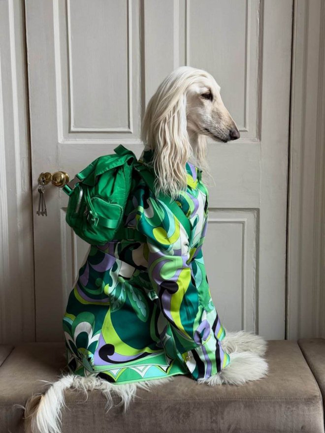 Афганская борзая по кличке Саманта покорила соцсети - фото 4