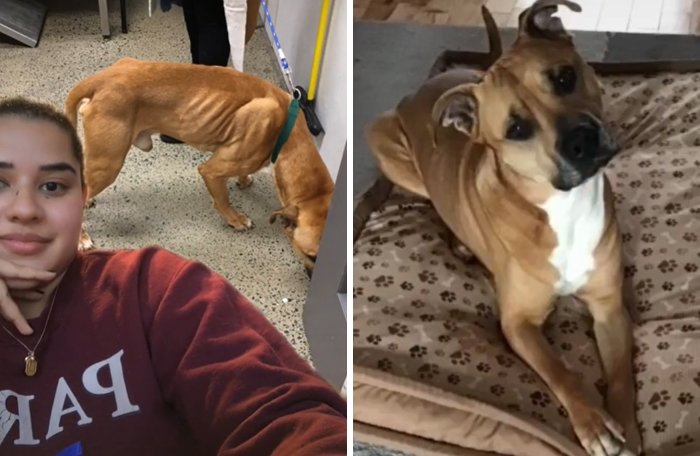 Усыновленные животные из приюта - фото 7