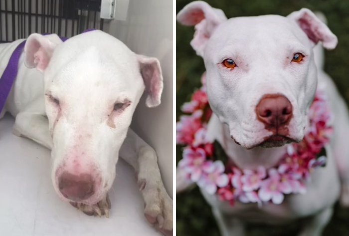 Усыновленные животные из приюта - фото 8