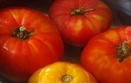 gaspacho pomidory