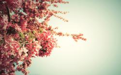 весна дерево цвет